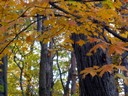 Fall Leaves