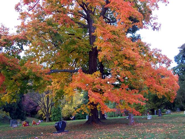 Fall Foliage