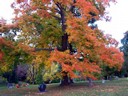 Fall Foliage