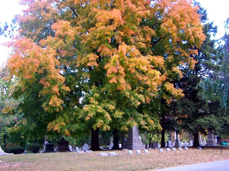 Fall Foliage