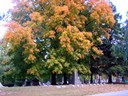Fall Foliage
