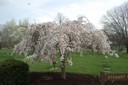 Dogwood Tree