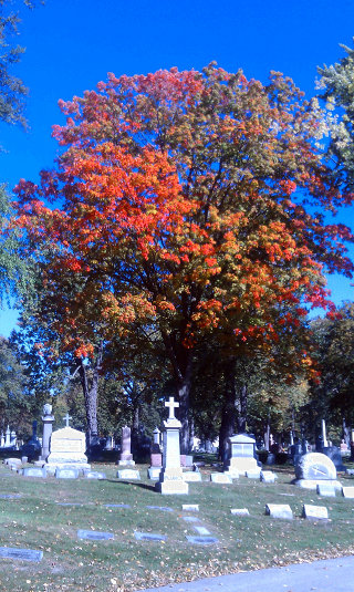 Dio Toledo, Calvary Cemetery, fall