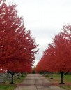 Tod Homestead Cemetery - Youngstown