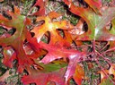Fall leaves