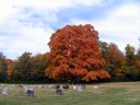 Oak Grove Fall