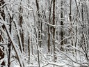 Winter woods