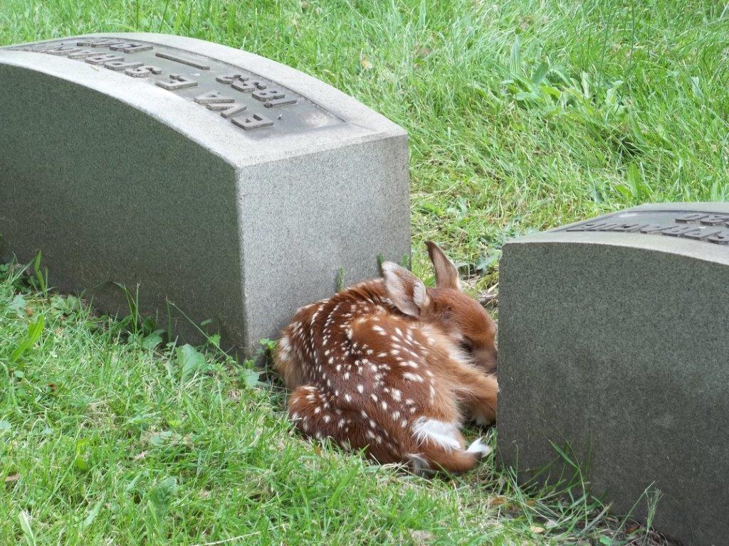 George By Gregory Kapcar Riverside Cemetery - Cleveland