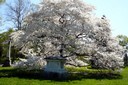 Spring Grove Cemetery - Cincinnati