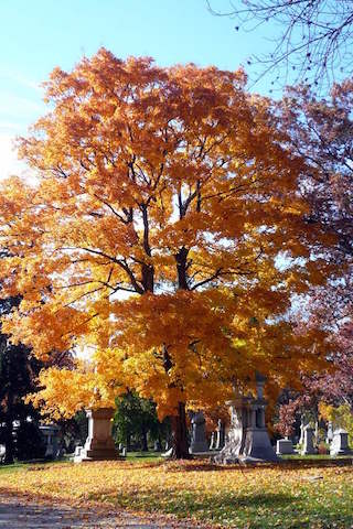 Spring Grove 
