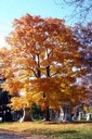 Spring Grove 