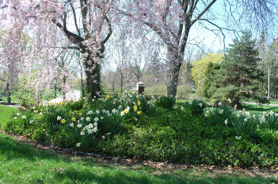 Spring Pink Flowers, David's Cemetery - Kettering