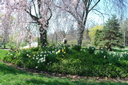 Spring Pink Flowers, David's Cemetery - Kettering