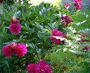 Spring Pink Flowers, David's Cemetery - Kettering