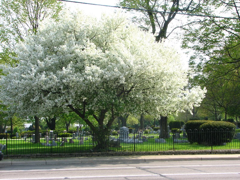 David's Cemetery - Kettering