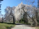 Spring Grove Cemetery - Cincinnati