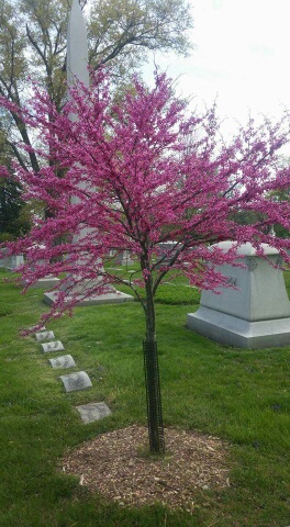 Spring Grove Cemetery - Cincinnati