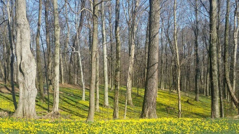 Spring Grove Cemetery - Cincinnati