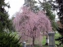Spring Grove Cemetery - Cincinnati