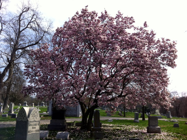 Union Township, Mt. Moriah Cemetery - Cincinnati