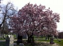 Union Township, Mt. Moriah Cemetery - Cincinnati