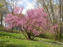 Woodland Cemetery & Arboretum - Dayton