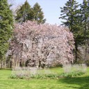 Woodland Cemetery & Arboretum - Dayton