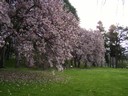 Woodland Cemetery & Arboretum - Dayton