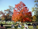 Toledo fall image