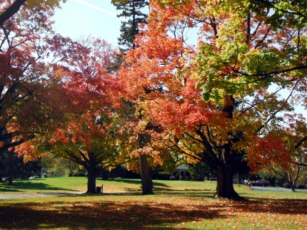 Toledo Memorial Park fall image