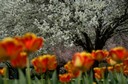 Toledo Memorial Park