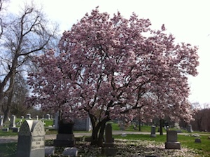 Union Township, Mt. Moriah Cemetery - Cincinnati