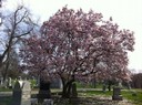 Union Township, Mt. Moriah Cemetery - Cincinnati