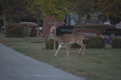 WDEER1