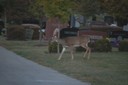 WDEER1
