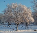 snowy2