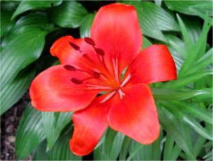 Spring flower