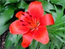 Spring flower