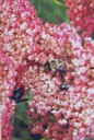 Woodland Flowers and a Bee