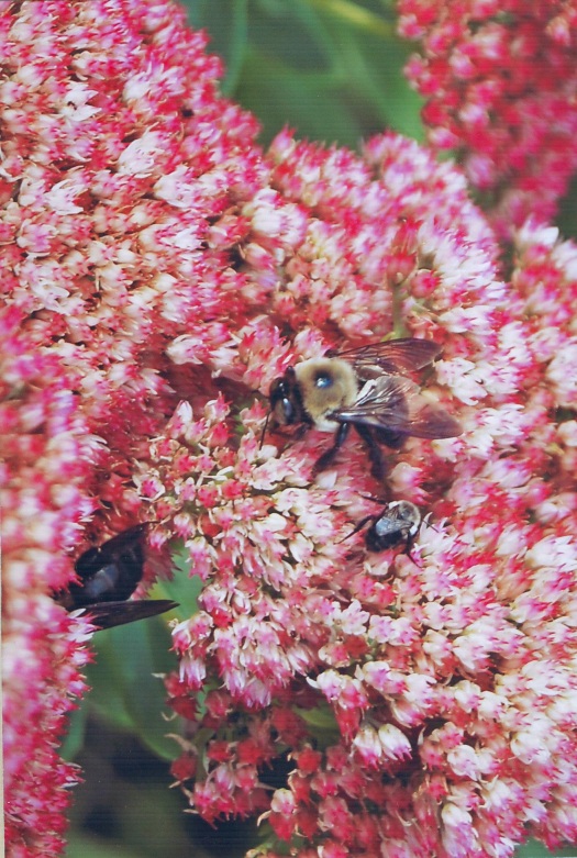 Woodland Flowers with Bee