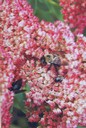 Woodland Flowers with Bee