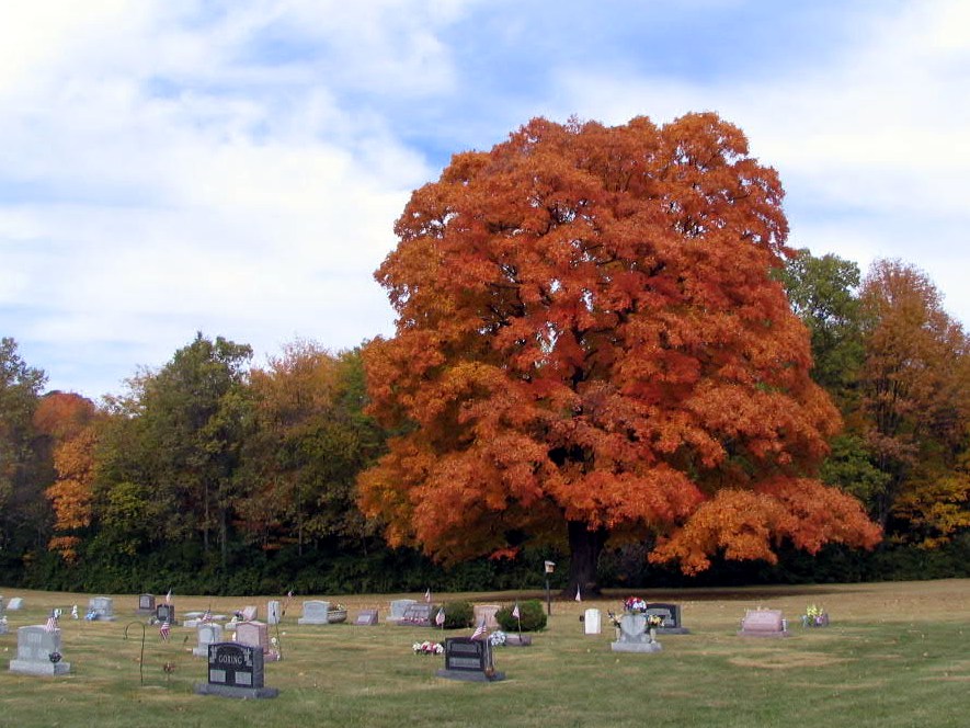 Sugar Maple in Oak Grove Cemetery, Delaware