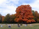 Sugar Maple in Oak Grove Cemetery, Delaware