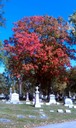 Catholic Cemeteries - Toledo