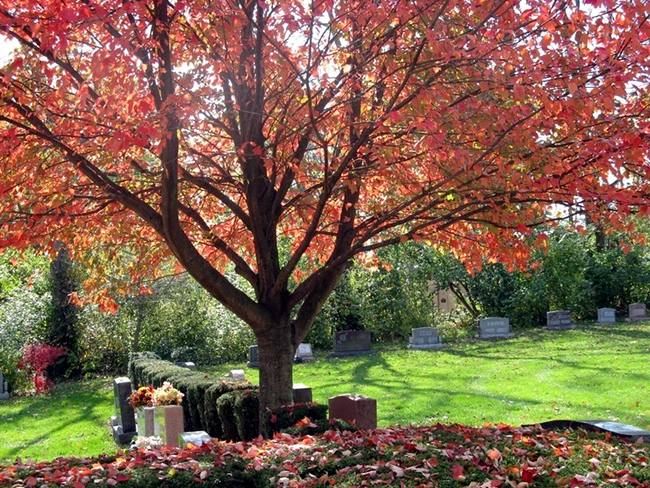 David's Cemetery, Kettering